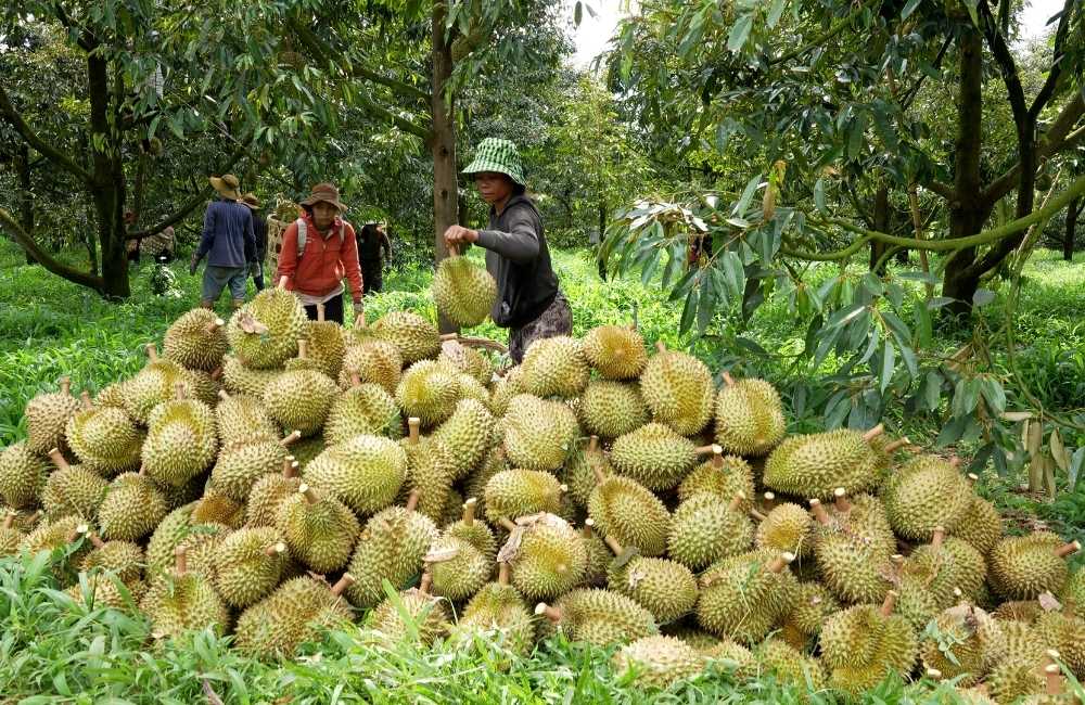 Thuốc cho sầu riêng mùa mưa