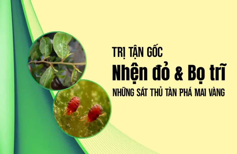 Thuốc trị bọ trĩ và nhện đỏ cho mai vàng