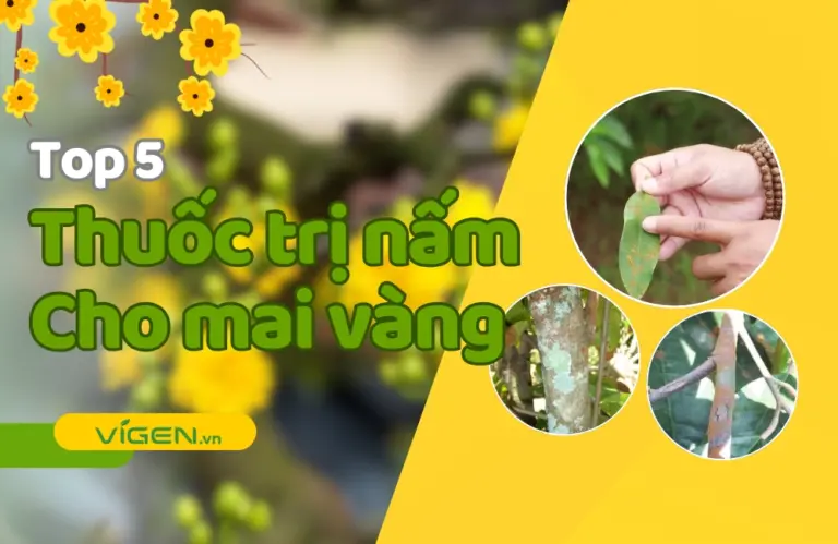 5 loại thuốc trị nấm mai vàng hiệu quả