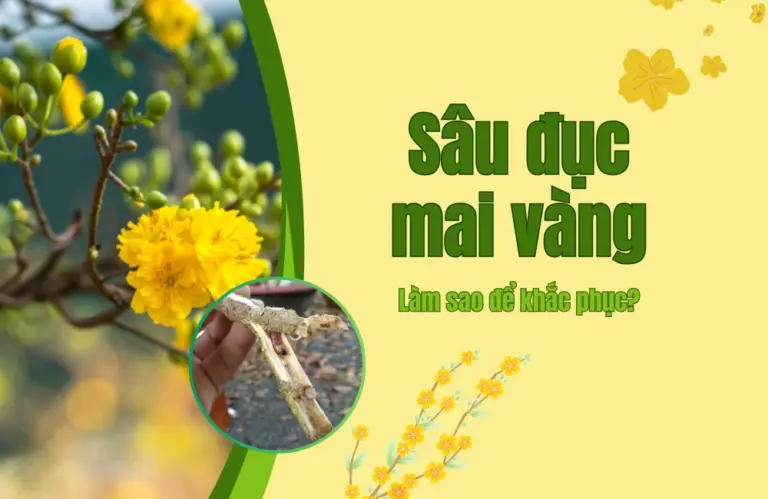 Hướng dẫn sử dụng thuốc trị sâu đục thân cây mai hiệu quả