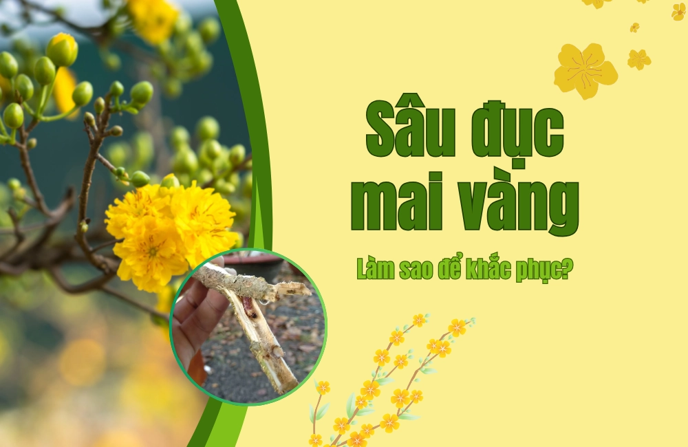 ViGen hướng dẫn cách dùng thuốc trị sâu đục thân cây mai kết hợp biện pháp tự nhiên giúp cây khỏe, nở hoa vàng rực Tết