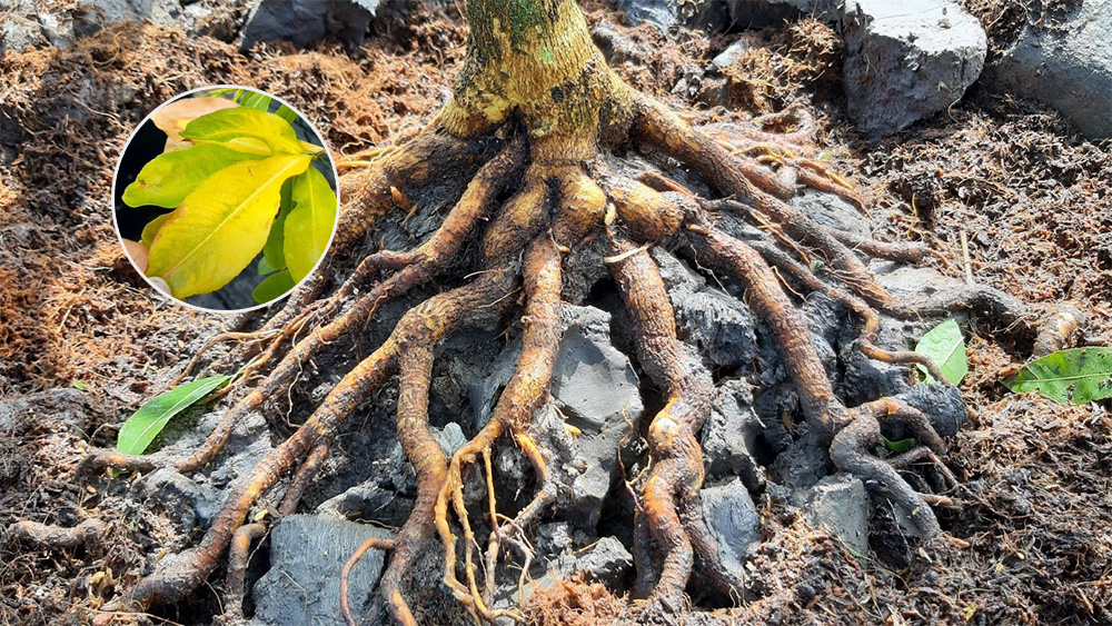 Nhận diện sớm thối rễ để cứu mai kịp lúc