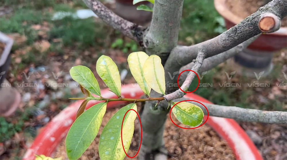 Thân có màu hồng đặc trưng, đồng thời lá bị bạc màu, đó chính là dấu hiệu rõ ràng của bệnh nấm hồng trên cây mai