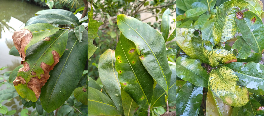 Một số triệu chứng phổ biến của bệnh nấm trên lá cây mai