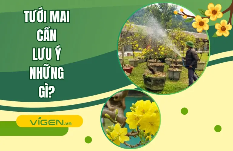 Hướng dẫn tưới mai đúng cách từ A-Z để bạn có cây mai luôn khỏe
