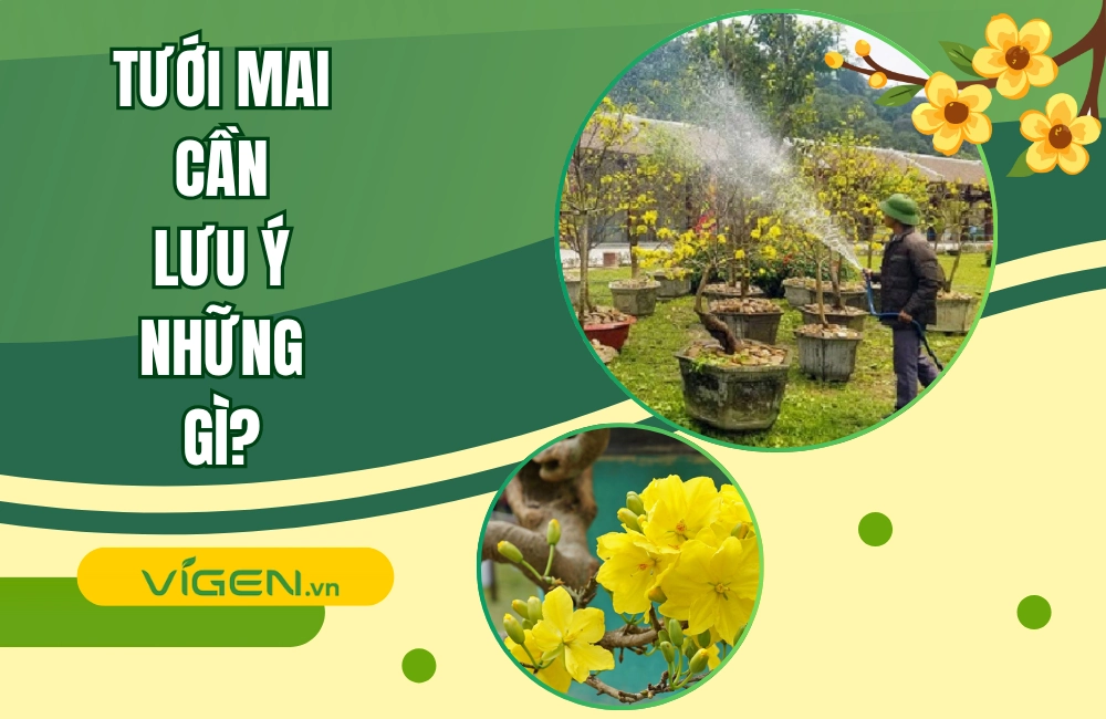 Cách tưới mai đúng cách và chăm sóc cây mai vàng sau Tết giúp cây khỏe mạnh, nở hoa rực rỡ dịp xuân