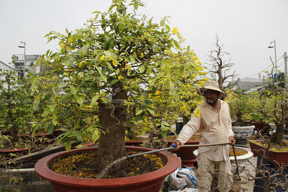 Tưới nhẹ sau khi khắc phục tình trạng dư nước của cây mai