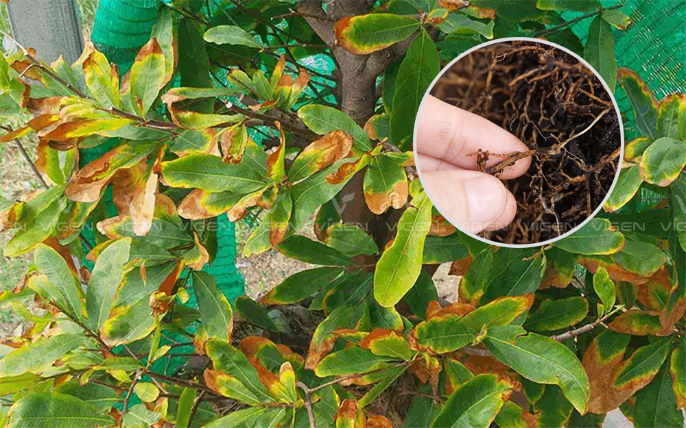 Bệnh vàng lá và thối rễ trên cây mai vàng cần được khắc phục càng sớm càng tốt