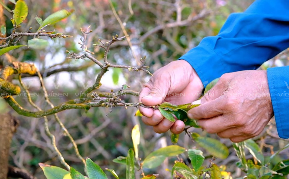 Chăm sóc định kỳ – phòng bệnh hơn chữa bệnh