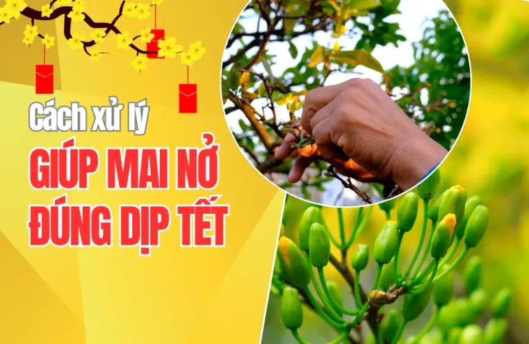 6 bước xử lý mai ra hoa đúng Tết