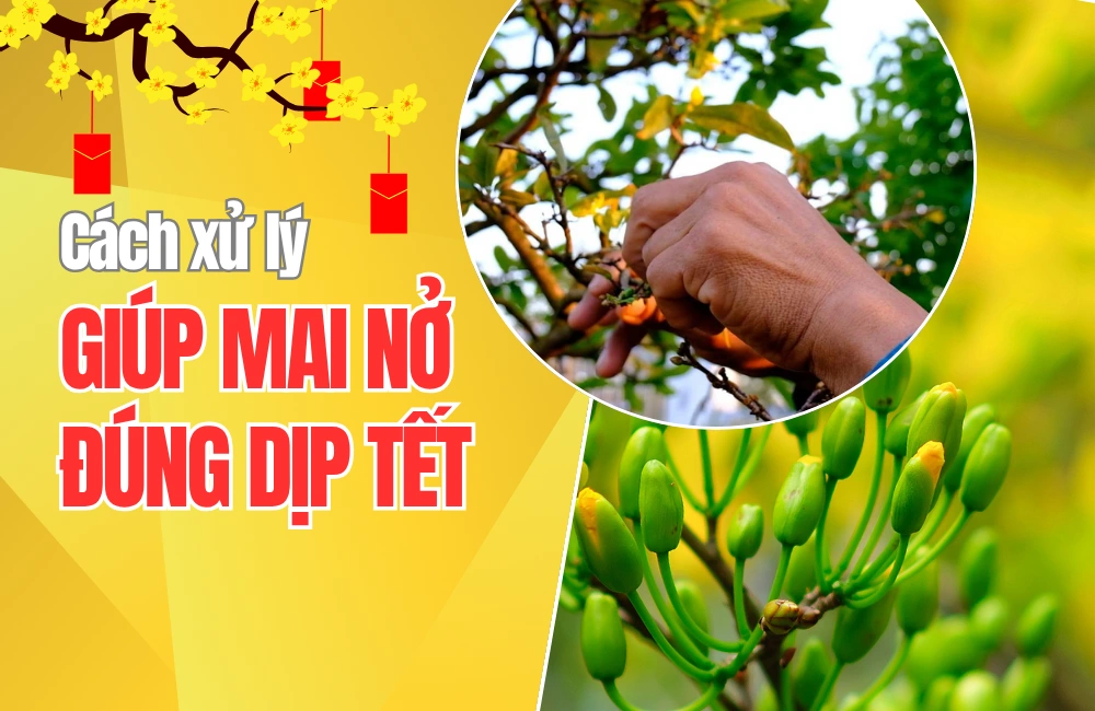 Hướng dẫn xử lý mai ra hoa đúng Tết giúp hoa nở đều, rực rỡ, mang không khí xuân trọn vẹn