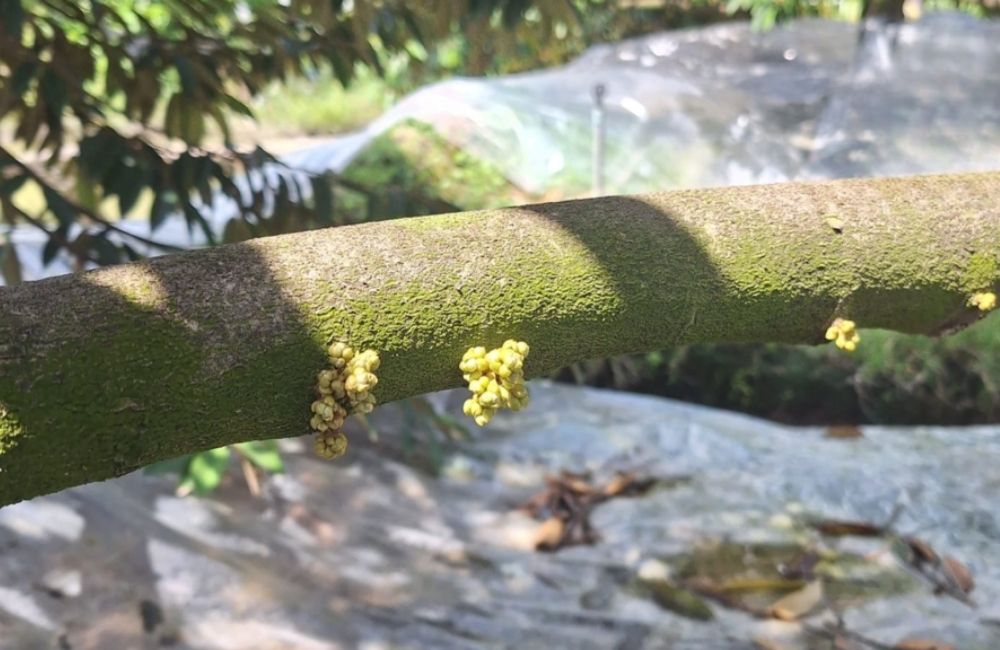 sầu riêng ra hoa nghịch vụ