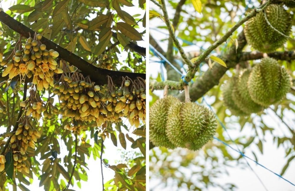 kỹ thuật xử lý sầu riêng ra hoa