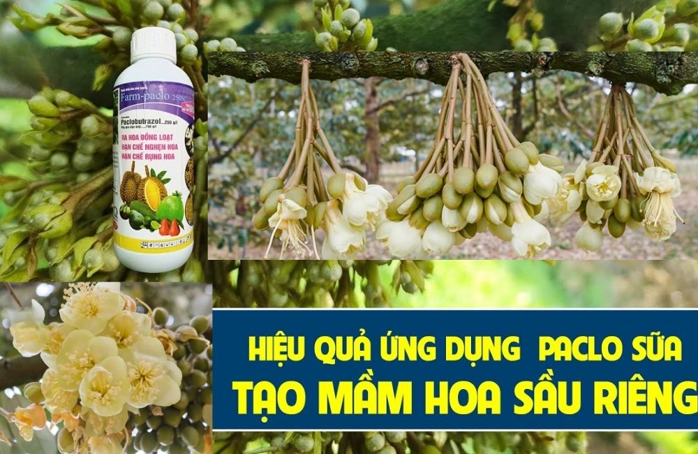 xử lý sầu riêng ra hoa bằng Paclobutrazol