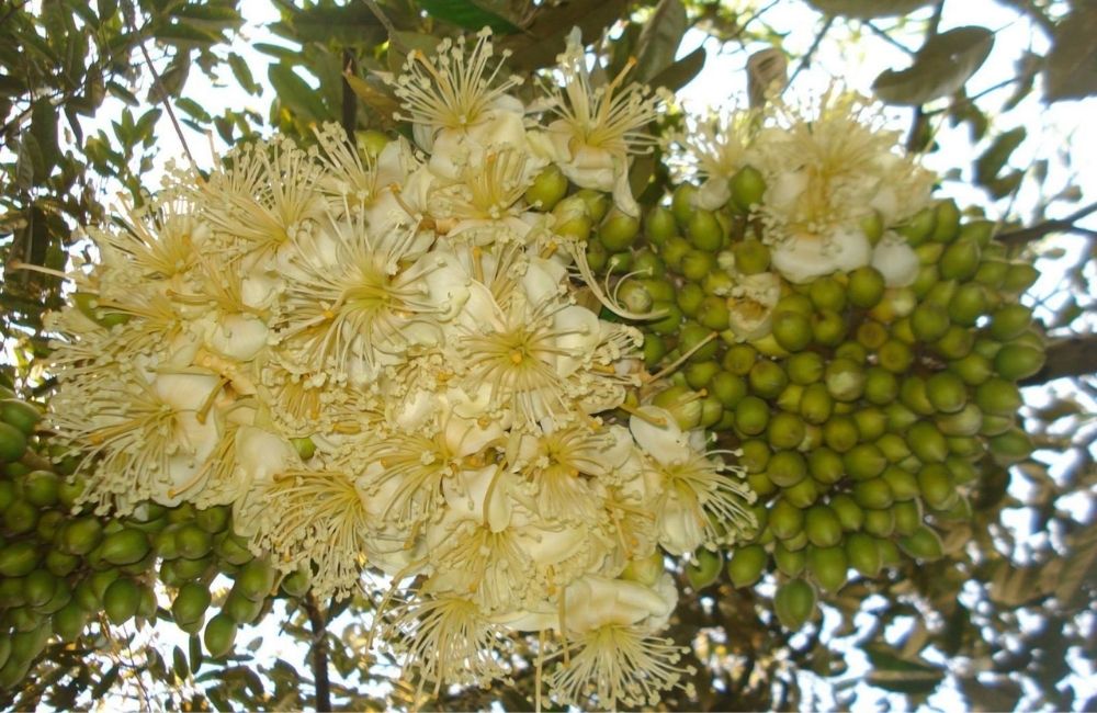 Xử lý sầu riêng ra hoa nhưng không đậu trái