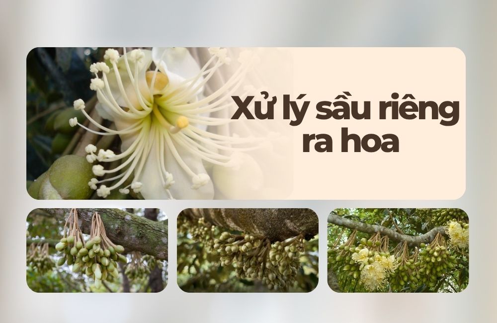 xử lý sầu riêng ra hoa