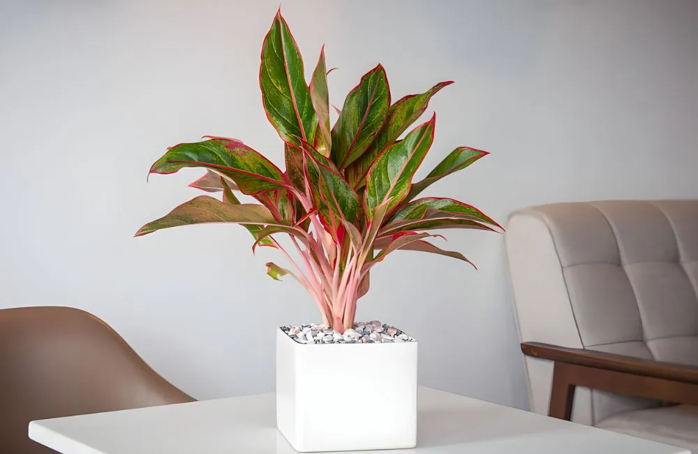 Aglaonema 'Siam Aurora'