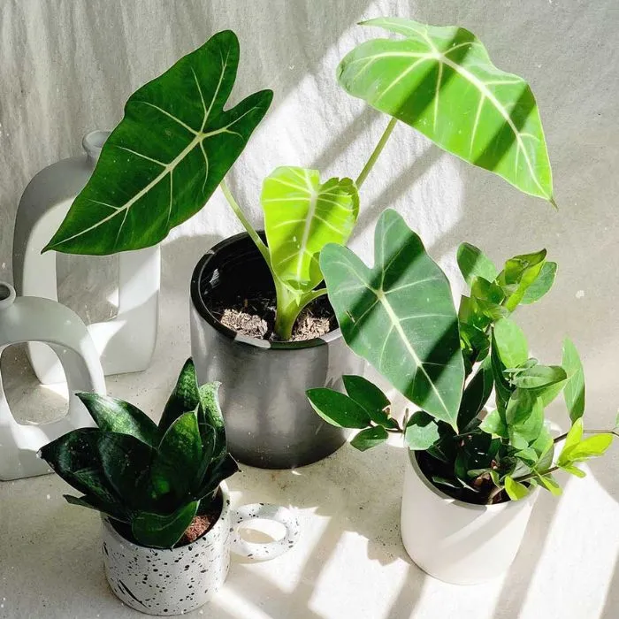 Alocasia Cấy Mô