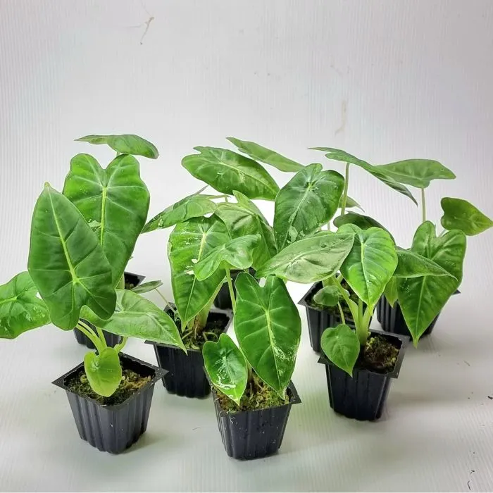 Alocasia Cấy Mô
