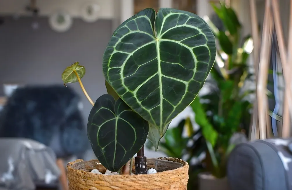 Anthurium clarinervium