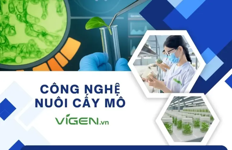 Công nghệ nuôi cấy mô tại ViGen: Bước tiến mới cho nông nghiệp Việt Nam