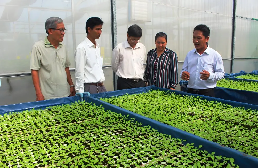 Chuyển cây ra vườn ươm và theo dõi sinh trưởng.