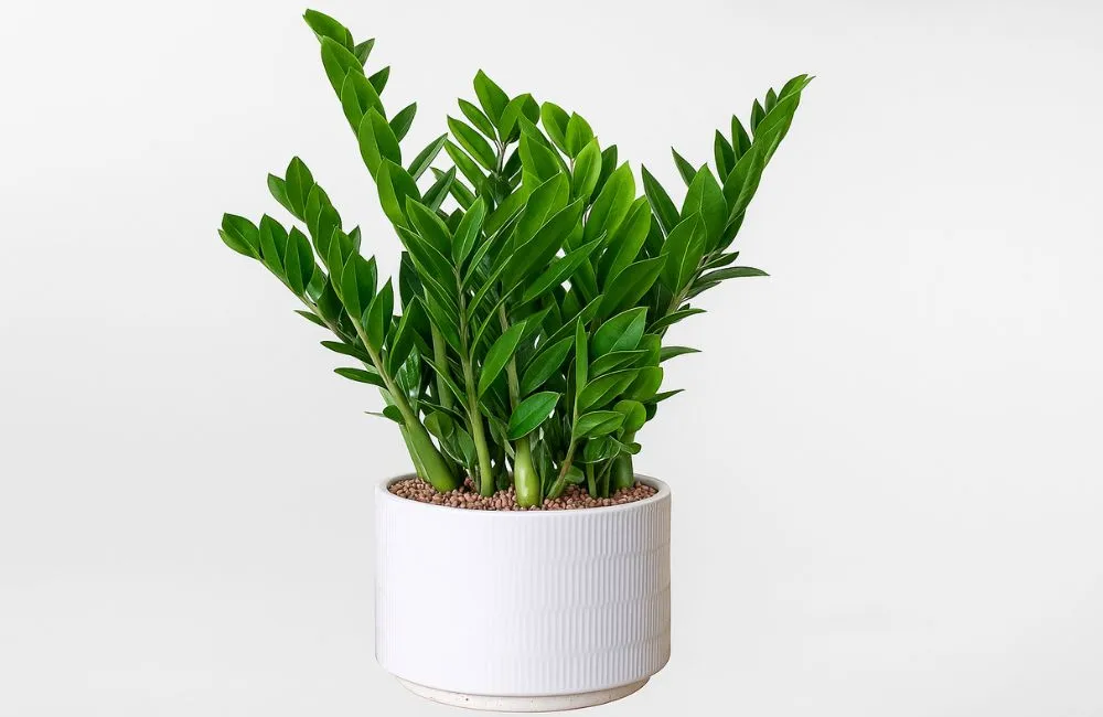 Cây kiểng lá chịu bóng tốt 