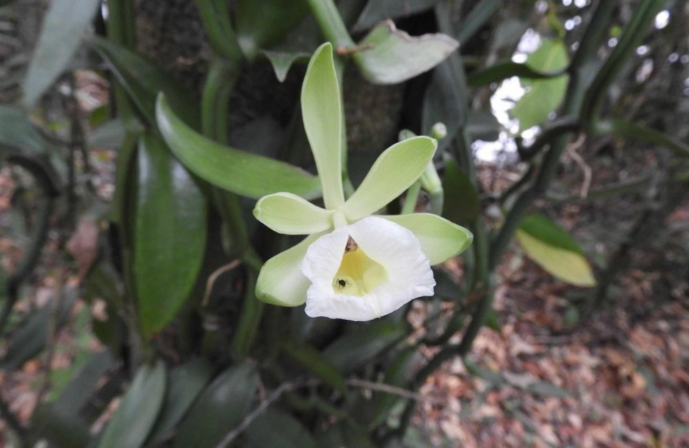 Lan vanilla châu phi