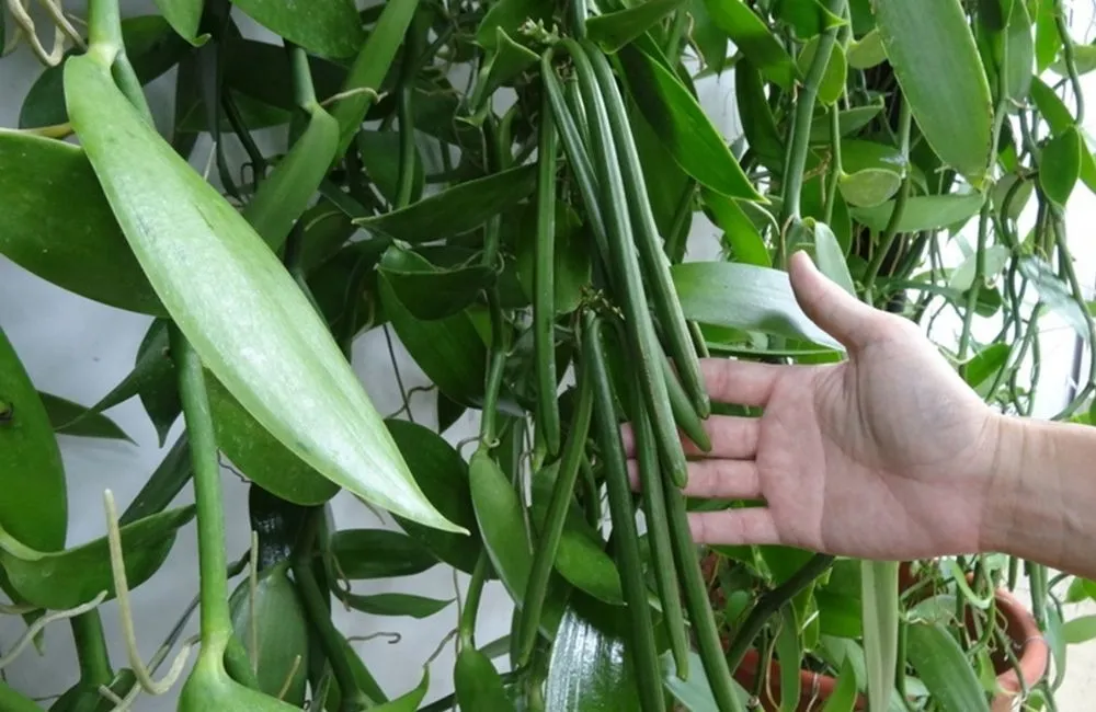 Đặc điểm chung của lan vanilla