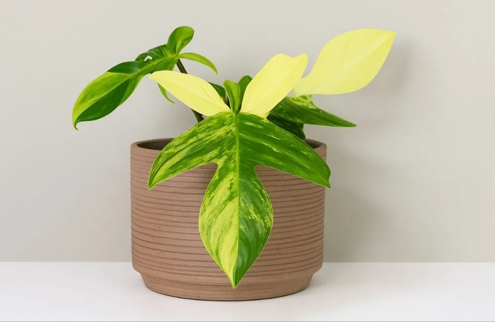 Kiểng lá đột biến