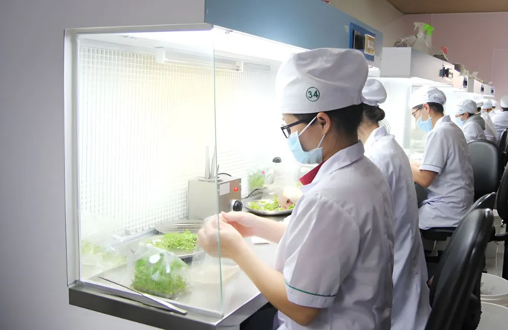 Nhân nhanh chồi trong phòng nuôi cấy mô