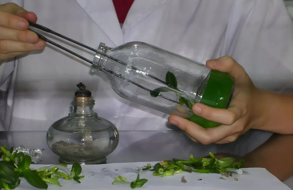 Tạo cây hoàn chỉnh và ra ngôi trong nhà lưới