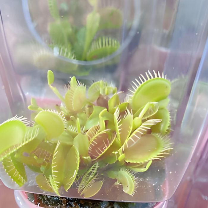 Bẫy Kẹp Cấy Mô