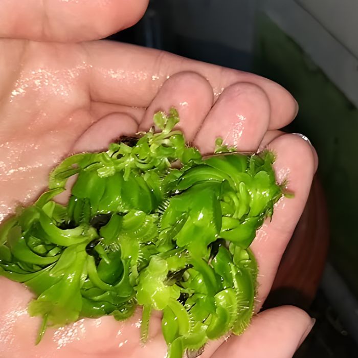 Bẫy Kẹp Cấy Mô