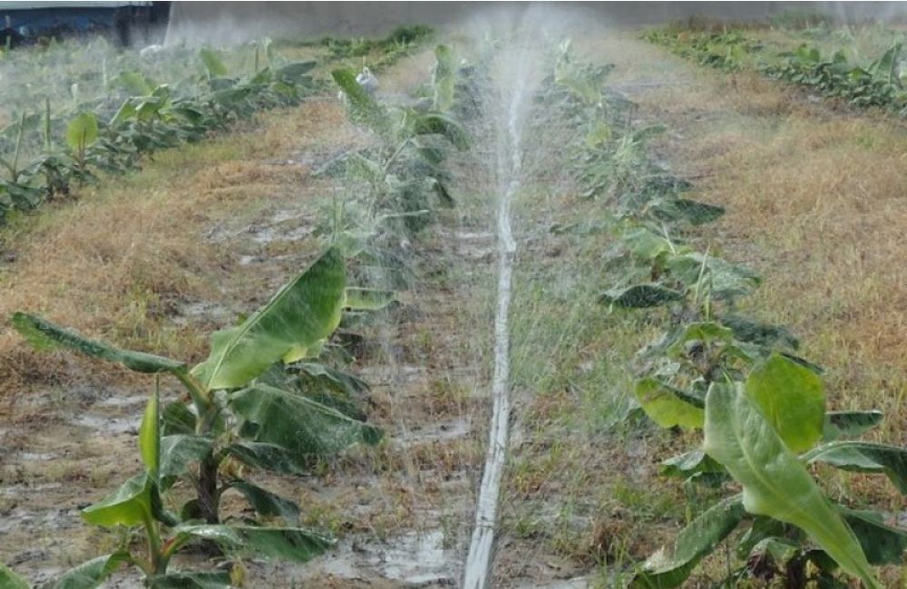 Kỹ thuật chăm sóc cây chuối: Tưới nước cho cây chuối