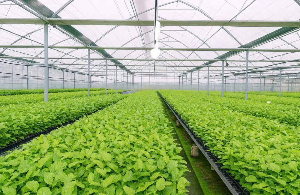 Vai trò của cây giống chuẩn trong nông nghiệp