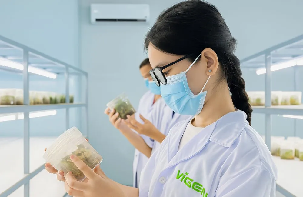 Vigen áp dụng công nghệ nuôi cấy mô