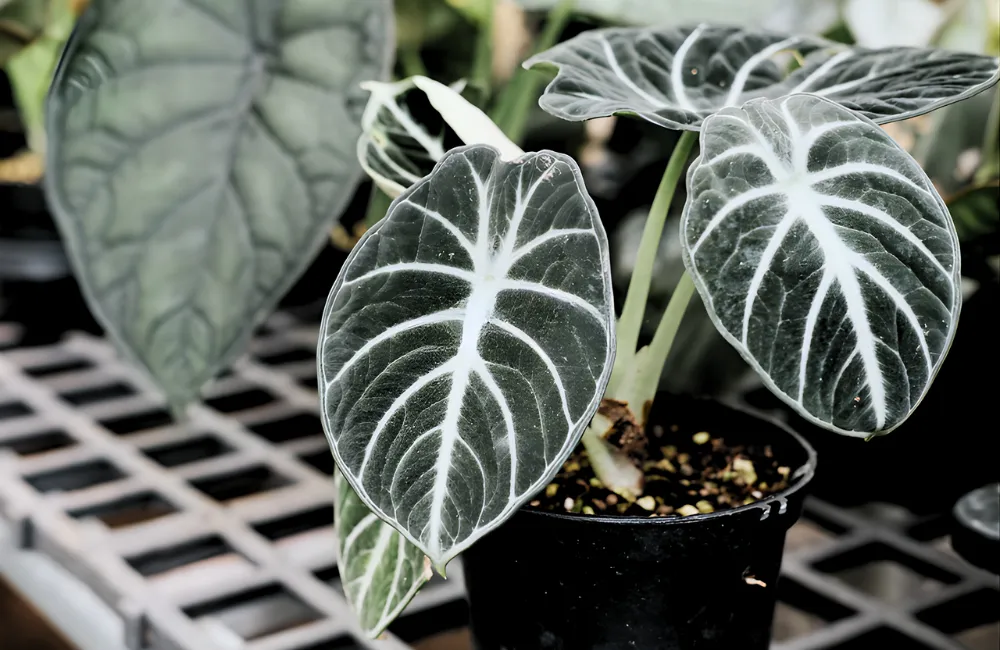 Alocasia Ninja Cấy Mô