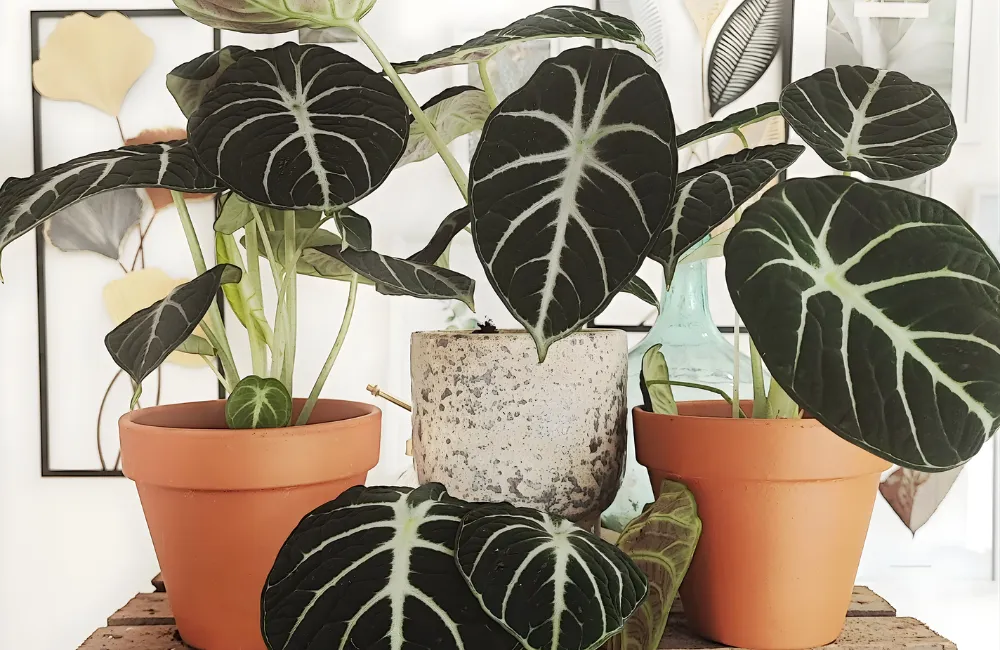 Alocasia Ninja cấy mô