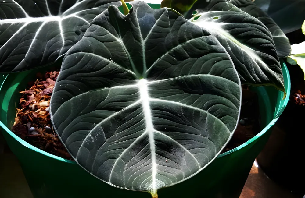 Alocasia Ninja cấy mô