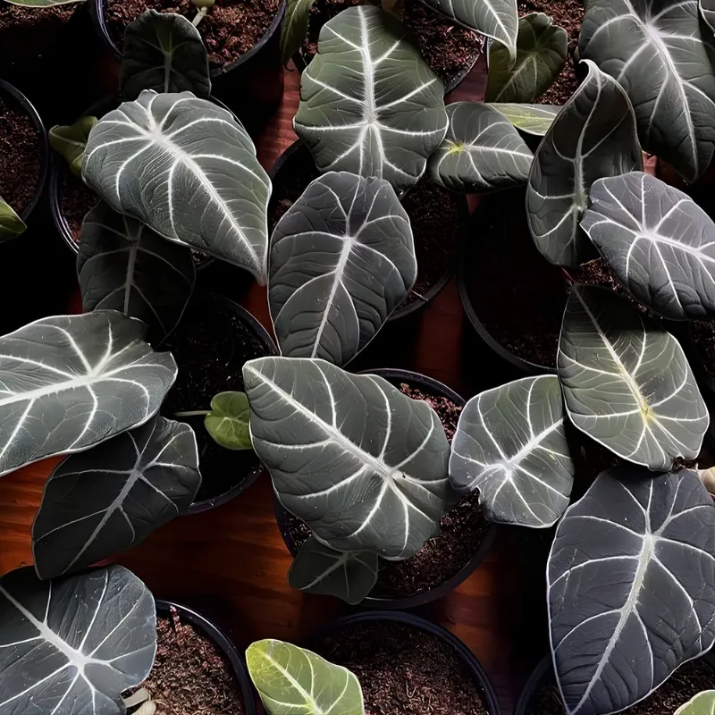 Alocasia Ninja Cấy Mô