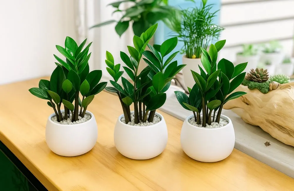 Ánh sáng và nhiệt độ phù hợp cây kiểng lá