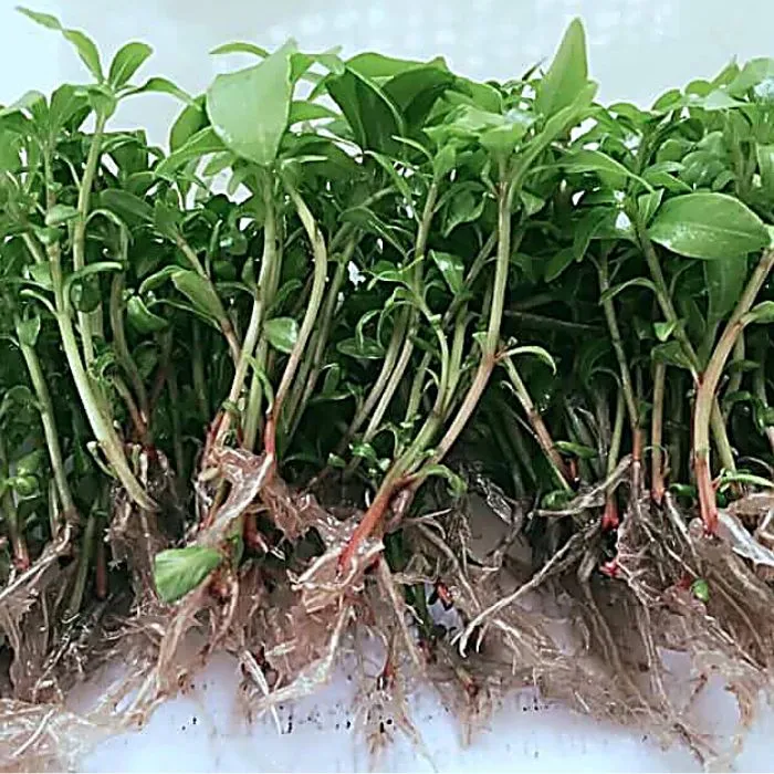 Bạch Đàn Cấy Mô