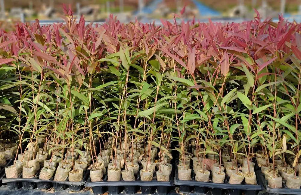 bạch đàn cấy mô là gì?