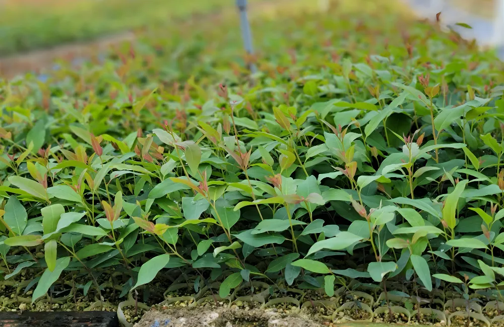 Hiệu quả kinh tế trồng bạch đàn cấy mô