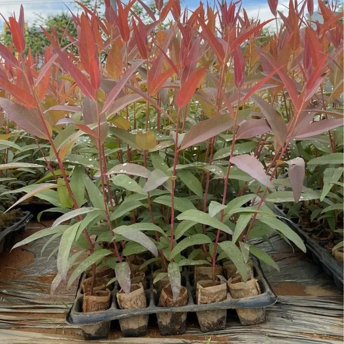 Bạch Đàn Cấy Mô