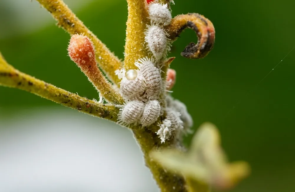 Triệu chứng bệnh do côn trùng và sâu hại ở kiểng lá