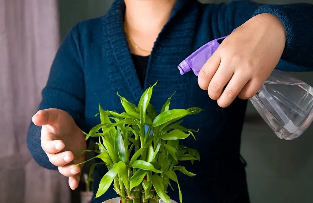 xịt dầu neem diệt côn trùng trên cây kiểng