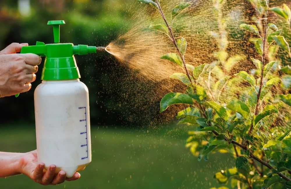 Dùng dầu neem bao lâu 1 lần