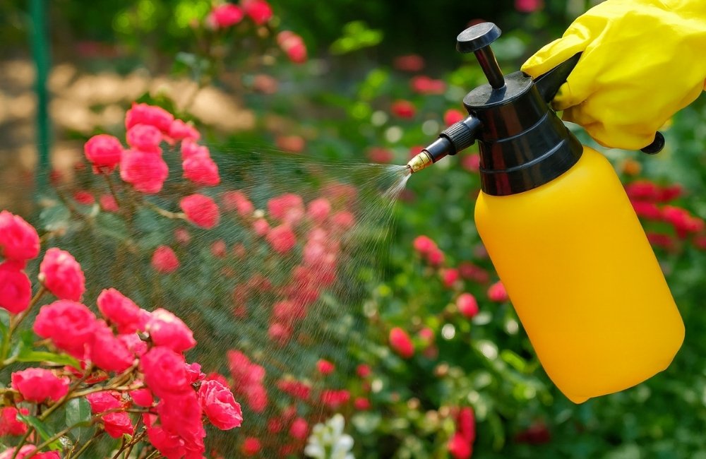 thuốc trừ sâu sinh học cho kiểng lá